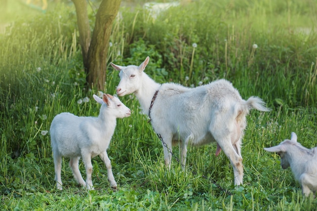 Premium Photo | Goats on family farm. herd of goats playing. goat with ...