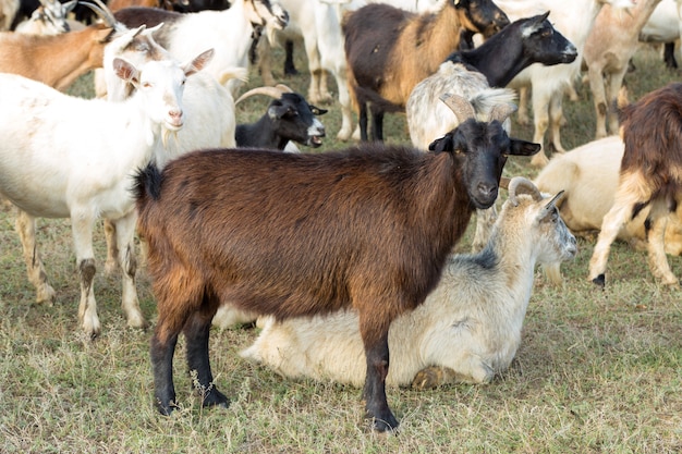 Premium Photo | Goats graze on green grass in autumn