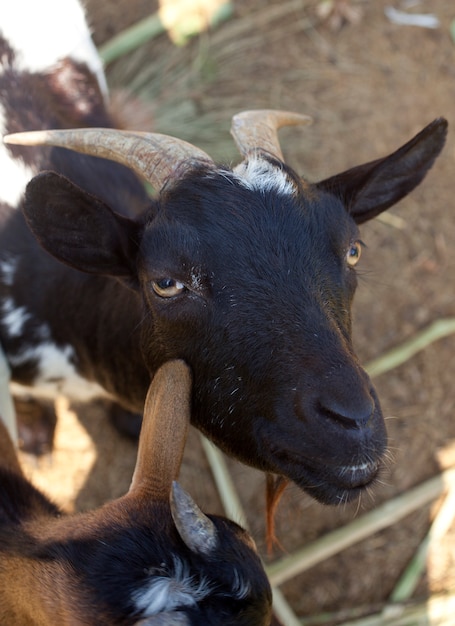 Goatse оригинальное фото