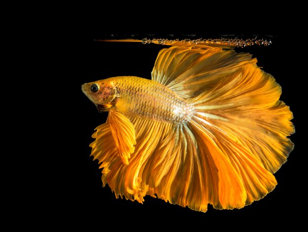 Premium Photo Gold Betta Fish Fighting Fish Siamese Fighting Fish