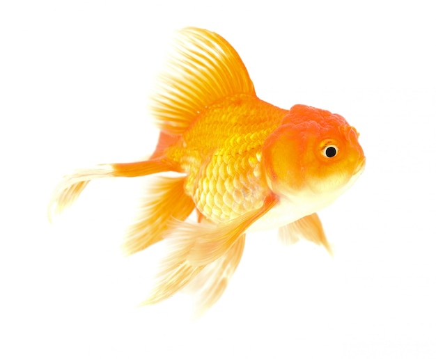 Золотая рыбка гифка на прозрачном фоне