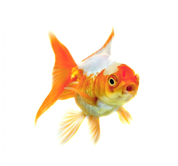 Premium Photo | Gold fish isolation on the white background