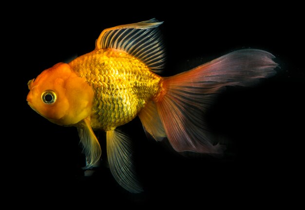 分離された黒の金の魚 黒で泳ぐ金魚 プレミアム写真