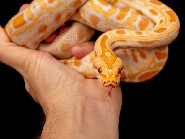 Premium Photo | Gold python, reticulated python (python reticulatus).
