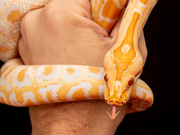 Premium Photo | Gold python, reticulated python (python reticulatus).