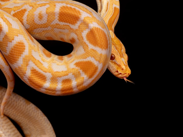 Premium Photo | Gold python, reticulated python (python reticulatus).