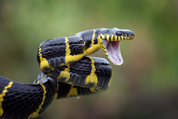 Premium Photo | The gold ringed cat snake ( boiga dendrophilia )