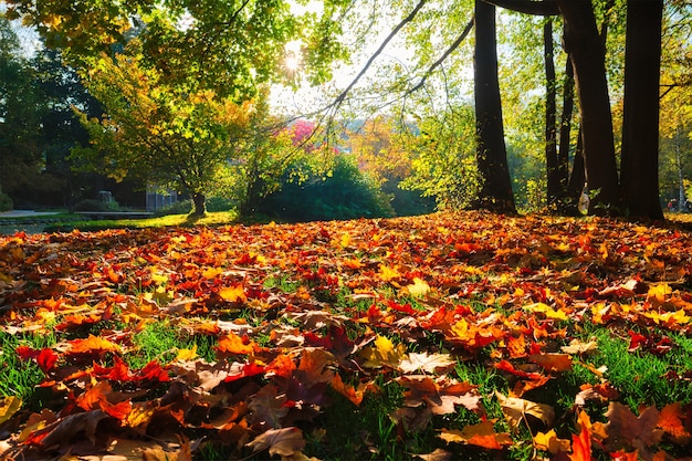 有名なミュンヘンで10月の黄金の秋秋リラックス場所englishgartenミュンヘンバイエルンドイツ プレミアム写真