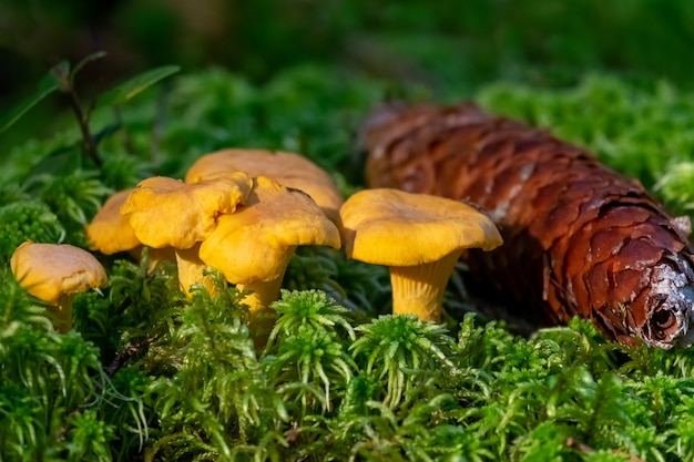 Premium Photo Golden Chanterelles Mushrooms Close Up Cantharellus