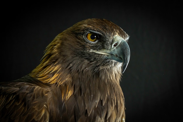 Download Free Golden Eagle Images Free Vectors Stock Photos Psd Use our free logo maker to create a logo and build your brand. Put your logo on business cards, promotional products, or your website for brand visibility.