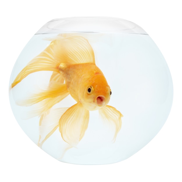 Premium Photo | A golden fish in aquarium isolated on white.