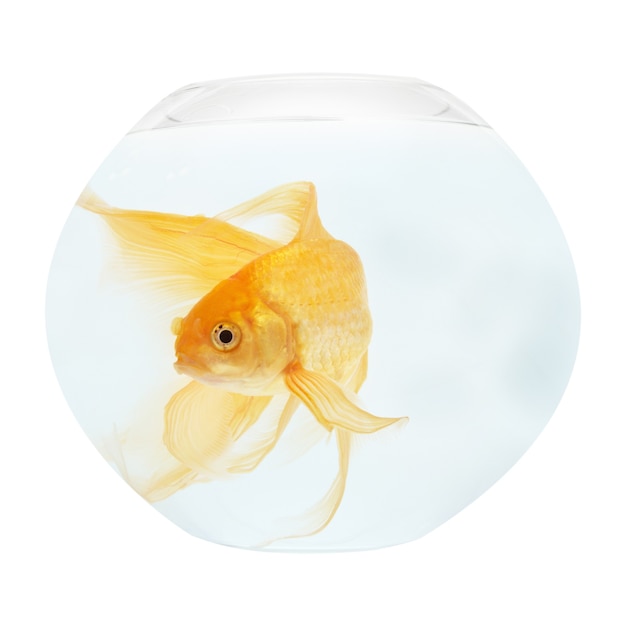 Premium Photo | A golden fish in aquarium isolated on white.