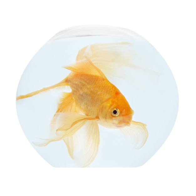 Premium Photo | A golden fish in aquarium isolated