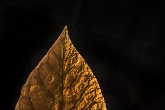 Golden leaf on black background | Premium Photo