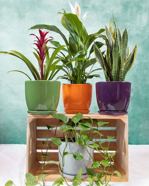 Premium Photo | Golden pothos, epipremnum aureum, bromeliad, peace lily ...