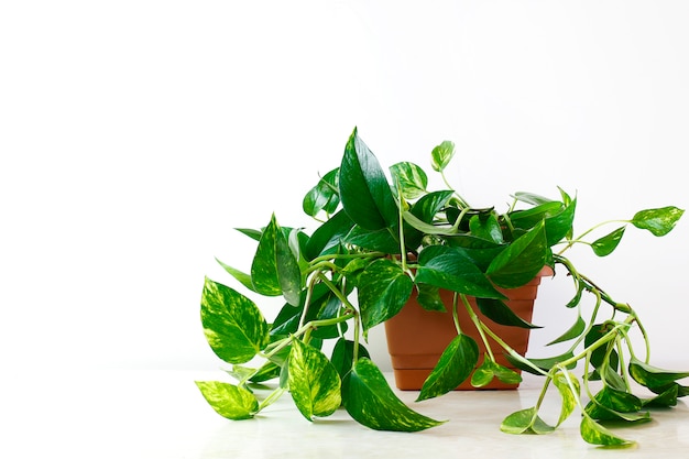 Golden pothos Low Maintenance Plant 