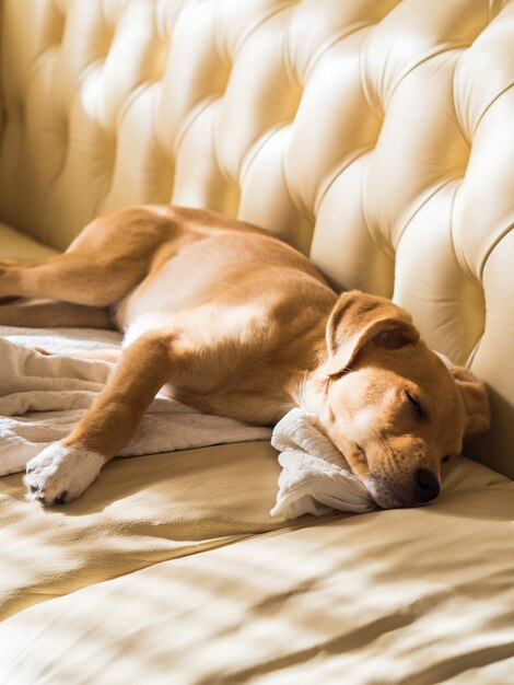 dogs and leather sofas