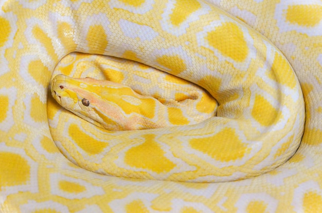 黄金のパイソン黄色い蛇横になっているテクスチャ背景 プレミアム写真