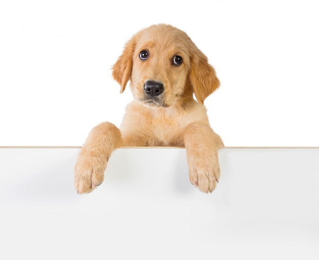 Premium Photo | Golden retriever dog holding on a white plank board