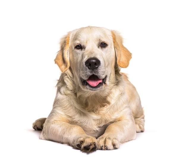 Premium Photo | Golden retriever dog, isolated on white background