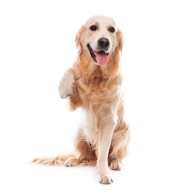 白で隔離の足を上げたゴールデンレトリバー犬 プレミアム写真