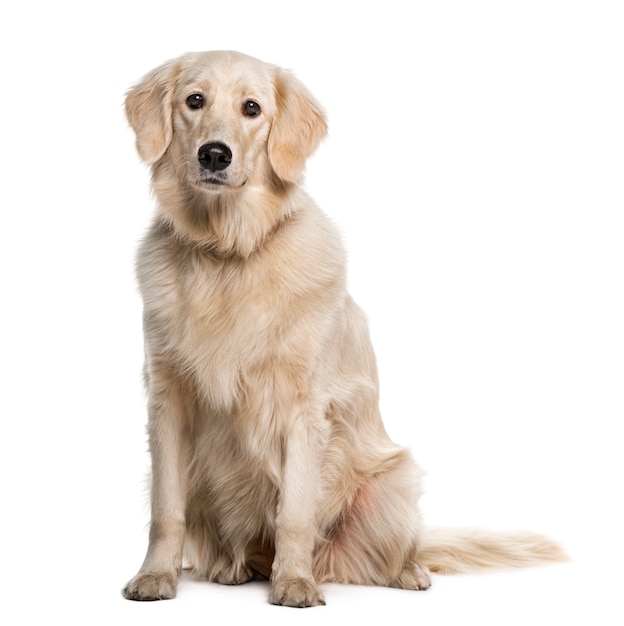 Premium Photo | Golden retriever isolated on white