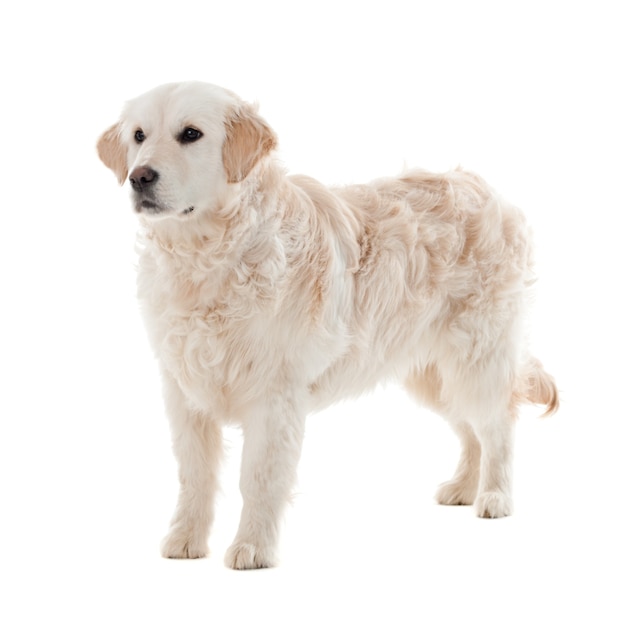 白で隔離のゴールデンレトリバーの子犬 プレミアム写真