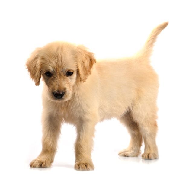 Premium Photo | Golden retriever puppy isolated on white background