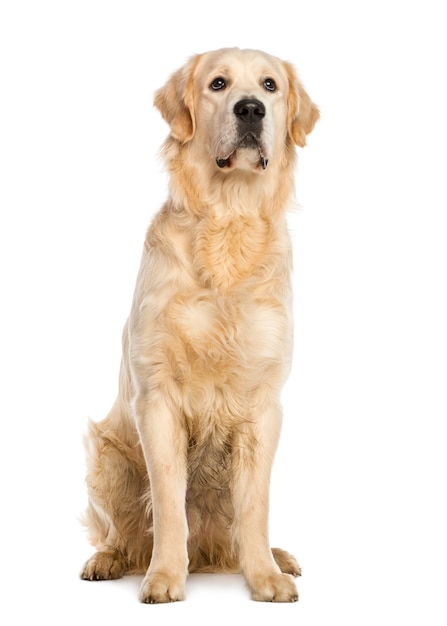 Premium Photo | Golden retriever sitting isolated on white