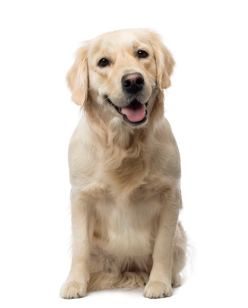 Premium Photo | Golden retriever sitting panting isolated on white