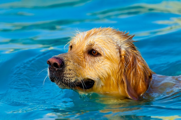 Premium Photo | Golden retriever swimming