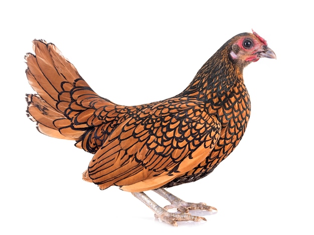 Premium Photo Golden Sebright Chicken