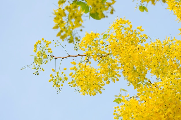 Premium Photo | Golden shower tree. yellow background. beautiful and ...