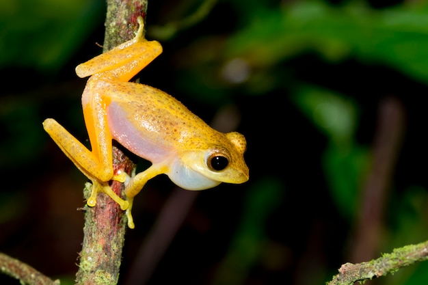 do golden tree frogs hibernate