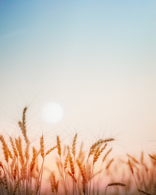 Premium Photo Golden Wheat Field With Sunset Background