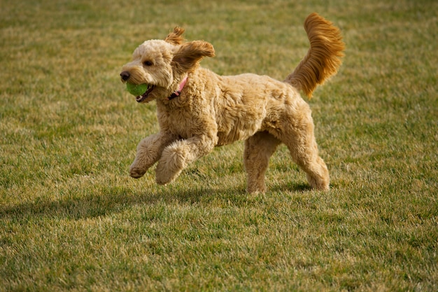 Do Goldendoodle shed?