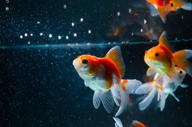 金魚を食べる自然の美しい魚 プレミアム写真