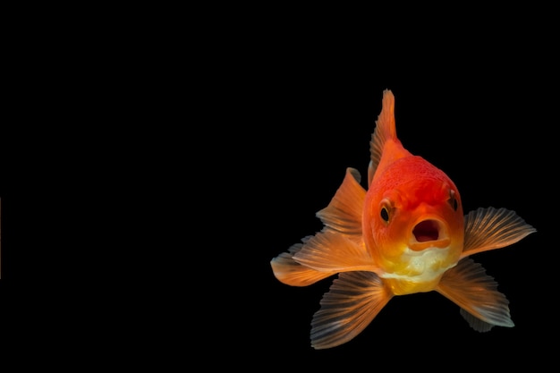 黒背景の金魚 プレミアム写真