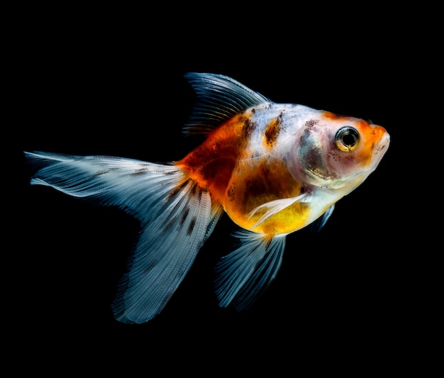 Premium Photo | Goldfish isolated on a dark black background