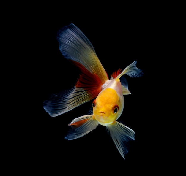 Premium Photo | Goldfish isolated on a dark black background