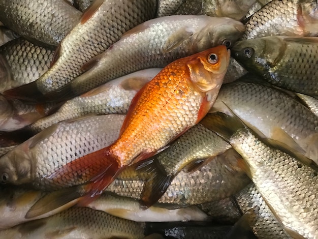 Premium Photo | Goldfish with fresh caught fish.