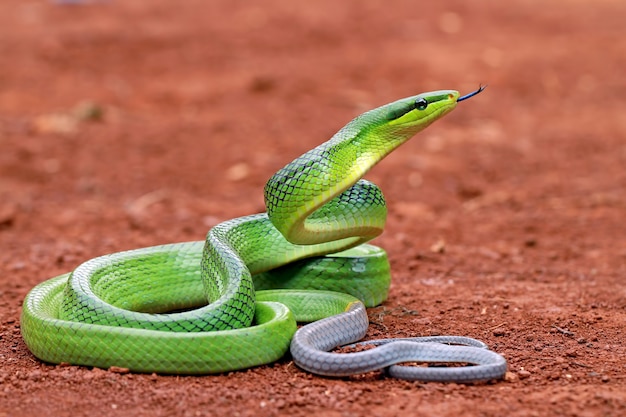 Premium Photo | Gonyosoma oxycephalum, green rat snake on the ground