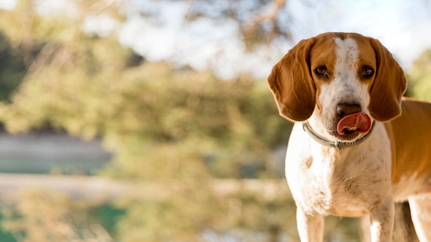 良い男の子犬ぼやけた自然の背景 プレミアム写真