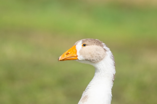 Premium Photo | Goose on grass