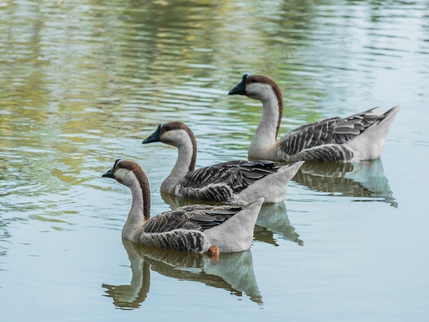 Premium Photo | Goose in the pond