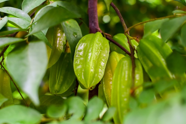 Premium Photo | Gooseberry or star apple, fresh gooseberry on the tree ...