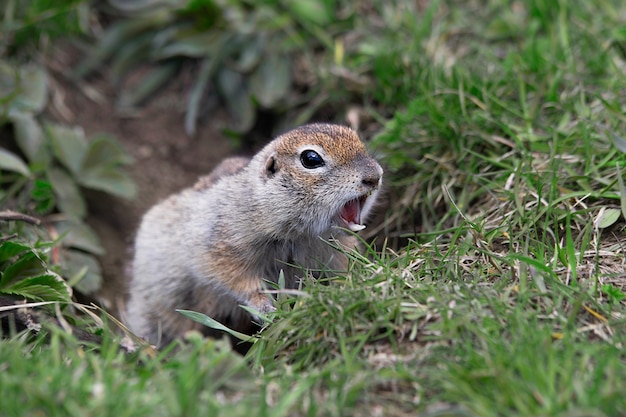 Premium Photo Gopher Screaming In The Field 0438