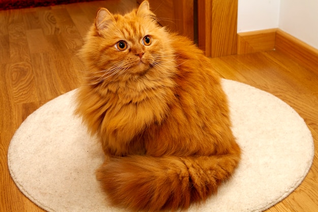 shopping plush persian orange tabby cat