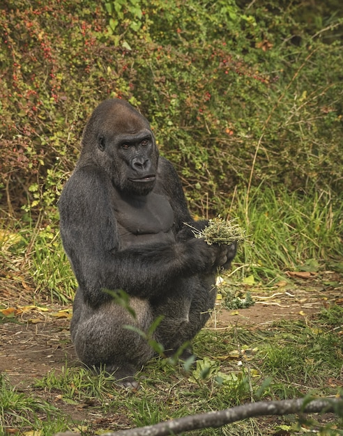  Gorilla  standing  while holding plants Free Photo