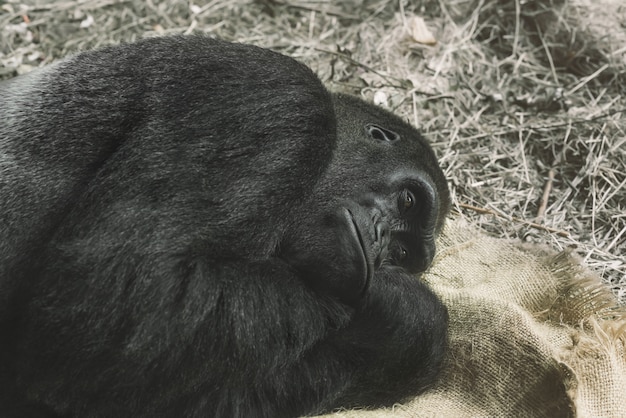 Free Photo | Gorilla trying to sleep